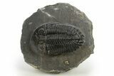 Prone Hollardops Trilobite Fossil - Ofaten, Morocco #310571-3